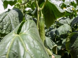 images/Q-cumberland General/Ashante-Lodge-Q-Cumberland-Farming-Lephalale-limpopo-1.jpg